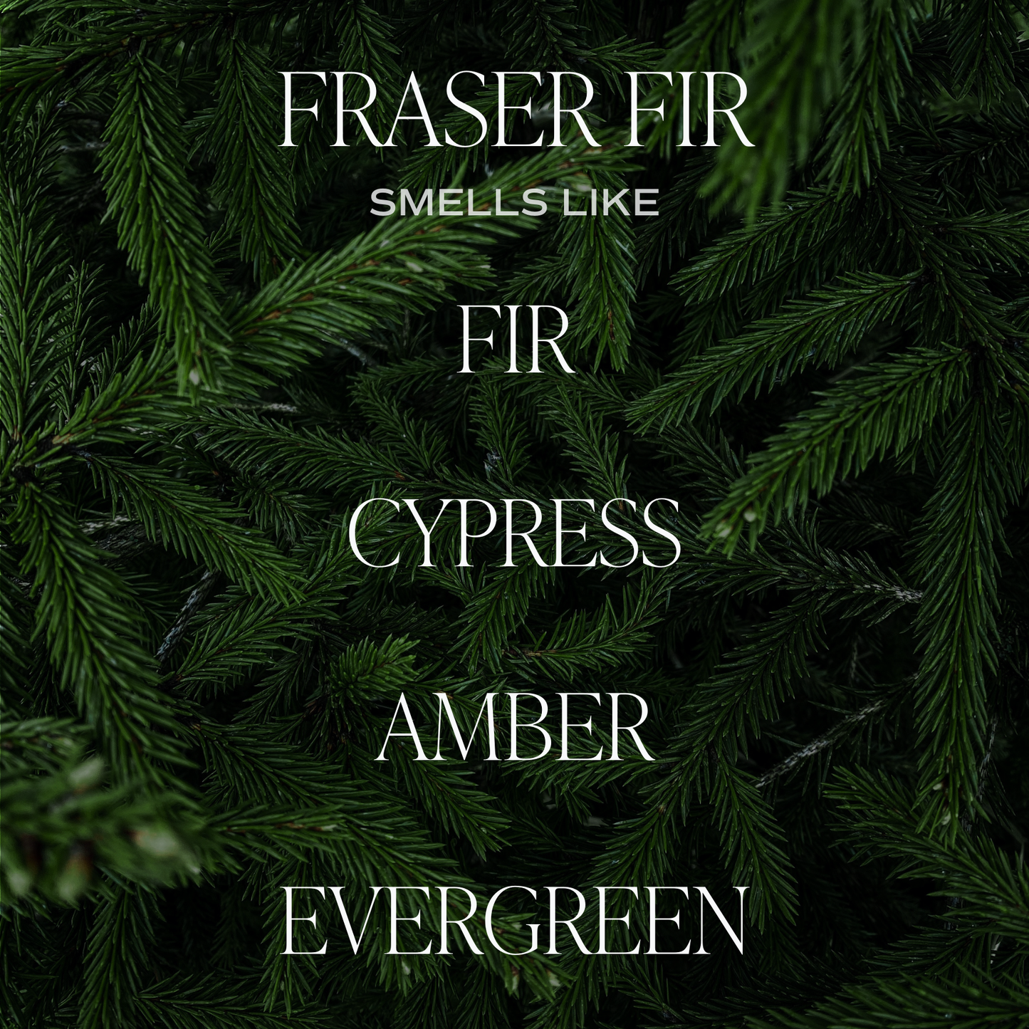 Fraser Fir Soy Candle 12 oz.